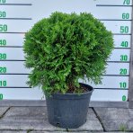 Tuja západná (Thuja occidentalis) ´DANICA´ - výška 30-40 cm, ⌀ 40 cm, kont. C10L